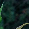 Cypripedium calceolus, flowers