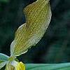 Cypripedium calceolus, flowers