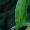 Cypripedium calceolus, flowers