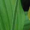 Cypripedium calceolus, flowers