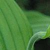 Cypripedium calceolus, flowers