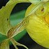 Cypripedium calceolus, flowers