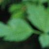 Cypripedium calceolus, flowers