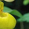 Cypripedium calceolus, flowers