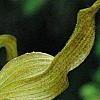 Cypripedium calceolus, flowers