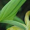 Cypripedium calceolus, flowers