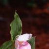 Cypripedium reginae, habit