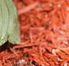 Cypripedium reginae, habit