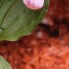 Cypripedium reginae, habit