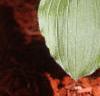 Cypripedium reginae, habit