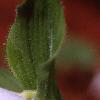 Cypripedium reginae, flowers