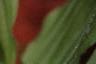 Cypripedium reginae, flowers