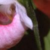 Cypripedium reginae, flowers