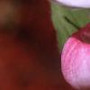 Cypripedium reginae, flowers