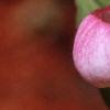 Cypripedium reginae, flowers