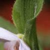 Cypripedium reginae, flowers