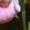 Cypripedium reginae, flowers