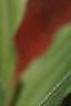 Cypripedium reginae, flowers