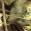 Conopholis americana, flowers