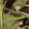 Conopholis americana, flowers