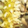 Conopholis americana, flowers