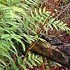 Osmundastrum cinnamomeum, habit