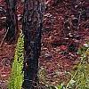 Osmundastrum cinnamomeum, habit