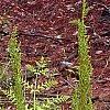 Osmundastrum cinnamomeum, habit