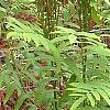 Osmundastrum cinnamomeum, habit