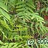 Osmundastrum cinnamomeum, habit