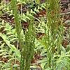 Osmundastrum cinnamomeum, habit