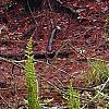 Osmundastrum cinnamomeum, habit