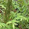 Osmundastrum cinnamomeum, habit