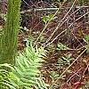 Osmundastrum cinnamomeum, habit
