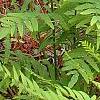 Osmundastrum cinnamomeum, habit