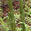 Osmundastrum cinnamomeum, habit