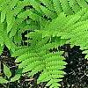 Osmunda claytonia, habit