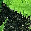 Osmunda claytonia, habit