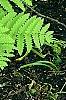 Osmunda claytonia, habit