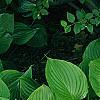 Osmunda claytonia, habit