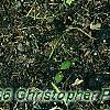 Osmunda claytonia, habit