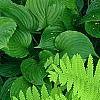 Osmunda claytonia, habit