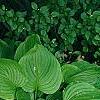 Osmunda claytonia, habit