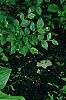 Osmunda claytonia, habit