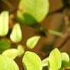 Averrhoa carambola, leaves