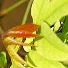 Averrhoa carambola, leaves