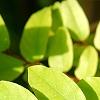 Averrhoa carambola, leaves