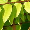 Averrhoa carambola, leaves