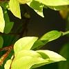 Averrhoa carambola, leaves