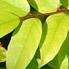 Averrhoa carambola, leaves